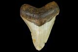 Fossil Megalodon Tooth - North Carolina #124661-1